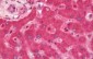 GRK2 Antibody